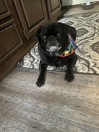 My pug his name is Dudley but we call him Doug